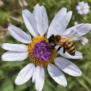 蜜蜂的寿命主要由哪些遗传因子决定?