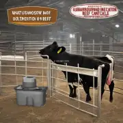 什么是肉牛中最常见的超声波检测技术它用于什么目的?