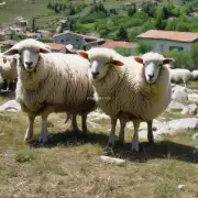 为什么黑山羊饲养场会选择大型黑山羊作为他们养育的对象?