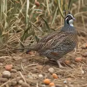 如何进行鹌鹑饲养管理?