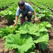 什么是荔浦县的理想温度范围用于芋头生长的最佳时间和最佳条件?