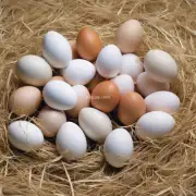 什么是蛋鸡养殖技术ppt中的最佳饲养方法?