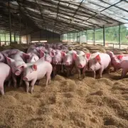 如何通过饲料管理来提高母猪的生产性能?