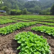 如何判断贵州火鸡苗的质量?