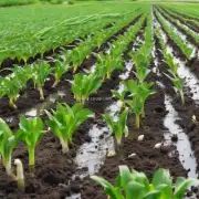 如何合理灌溉确保大蒜丰收?
