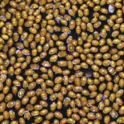 求豆虫抗病能力评价指标及育种方向?