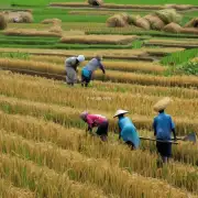 您认为政府应该采取什么措施来帮助农民应对稻谷价格上涨的影响?