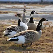 嘿我关心的是今年的鹅的平均收购价是否与上一年持平或者略有上涨下跌呢?