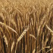 在农村地区农民种麦子的主要原因是什么?