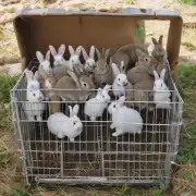 如果你打算在市场上养殖兔子你期望你的兔子能够生产多少幼崽一年呢?