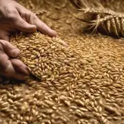 最近几年小麦价格波动的原因是什么?