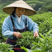 贵州茶叶生产中的病虫害有哪些种类?