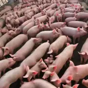 在江苏省内目前市场上的仔猪收购价是多少钱斤?