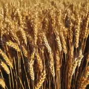 目前国内市场上的小麦品种主要有哪些?