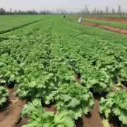 在河南种植西芹过程中有哪些需要注意的地方或重要细节需要特别关注?