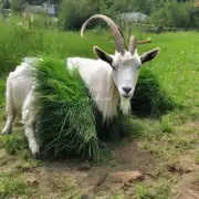 这只只羊每天吃多少草?