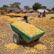 玉米的加工程度对价格有何影响?