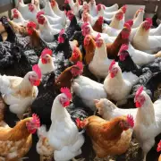 接下来的问题可以询问的是在目前的市场上是否存在一些新的淘汰鸡品种或品牌正在崛起呢?