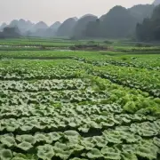 如何在荔浦县进行芋头栽培?
