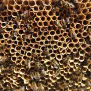 如何保持蜜蜂春季继箱的高产率?