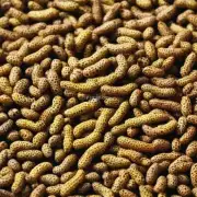 求豆虫养殖条件生产周期等情况描述?
