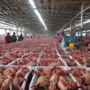 目前河北省内的肉鸡生产企业都有哪些它们的价格水平有何差异?
