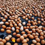 鸡蛋生产对环境有何影响?