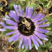 哪些因素影响蜜蜂的繁殖能力?