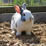 我听说一些品种的兔子在市场上价格更高一些你能告诉我这些品种吗?