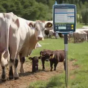 肉牛中最常用于动物生理学监测系统的是什么?