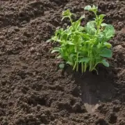 如何防止土壤湿度过高并引发病害问题?