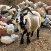 这只只羊每天吃多少矿物质?