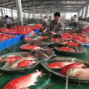 如果你计划在华中地区购买10只鲜活鲤鱼需要考虑哪些因素以确定最佳采购时机?