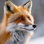 How does the price for a Finnish Fox vary over time or seasonally?