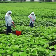 在河南种植西芹的过程中有哪些常见的病虫害防治措施可以采取?