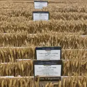 如果我想买新麦种的高产品种小麦你需要知道哪一年小麦最产量?