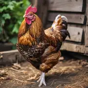 每一只鸡都有它自己的个性和独特性如何在饲养过程中提高它们的适应能力?