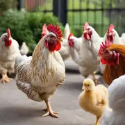 此外还可以提出一些关于淘汰鸡市场的问题比如是否出现了一些新的替代品或者新产品它们是否有可能取代被淘汰鸡的地位?
