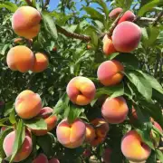 种植桃子的最佳距离是多远?