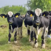如何确保黄牛犊的生长不受外界环境污染的影响?