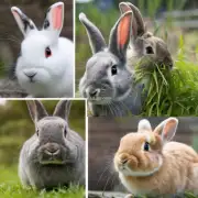 我听说有不同品种的兔子会比其他品种更容易生病并需要更多的照料你能告诉我哪些品种更健康吗?