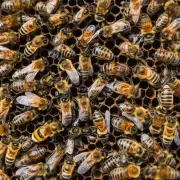对于不同品种的蜜蜂来说春季继箱的养殖管理有何区别?