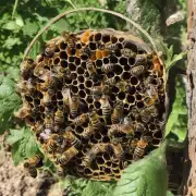 通过什么方式确保蜜蜂可以正常产卵并孵化出幼蜂?