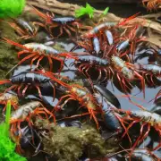 如果你想在室内环境中进行淡水鱼虾蟹类养殖你需要做些什么准备工作才能实现这一目标?