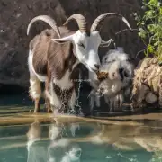 这只只羊每天吃多少水分?