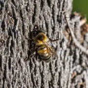 什么是蜜蜂春季继箱?