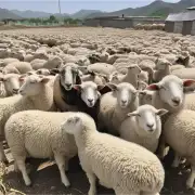 那么嘉兴市的养羊产业发展还有哪些不足呢?