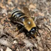 什么是蜜蜂春季继箱的质量检测方法?