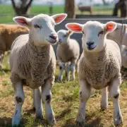 为什么要保持足够的清洁卫生来提高羔羊健康状况并确保生产效益?