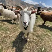 在不同季节山羊绵羊的价格有何变化趋势呢?